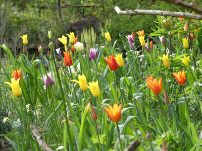 2023-05-04 Tulpen 3.jpg