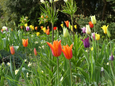 2023-05-04 Tulpen 4.jpg