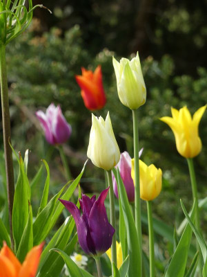 2023-05-04 Tulpen 5.jpg