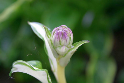 Hosta_Kiwi_Spearmint_Blute.JPG