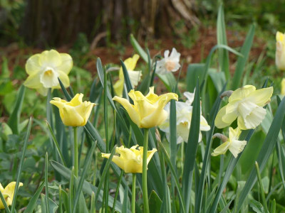 2023-05-04 Tulpen 6.jpg