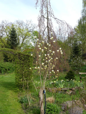 2023-05-04 Magnolia 'Yellow River' 1.jpg