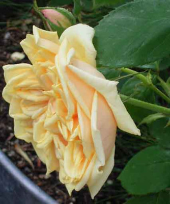 BdOr_05_08_03.JPG