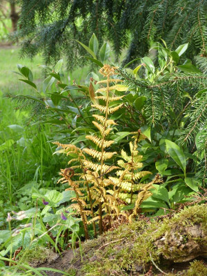 2023-05-04 Farne Dryopteris 'Jurassic Gold'.jpg
