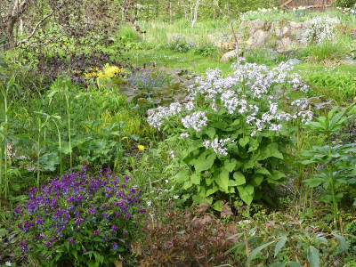 2023-05-04 Gartenimpressionen 3.jpg