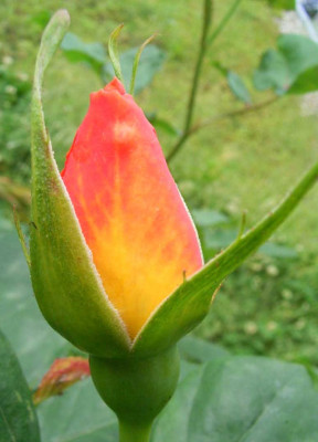 lady_barbara_05_08_01.JPG