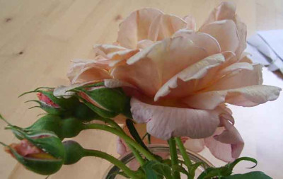 cafe_Vase3.JPG