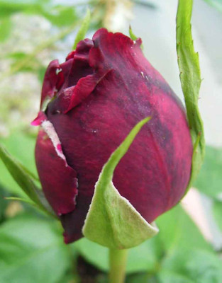 Olde_Romeo_05_08.JPG