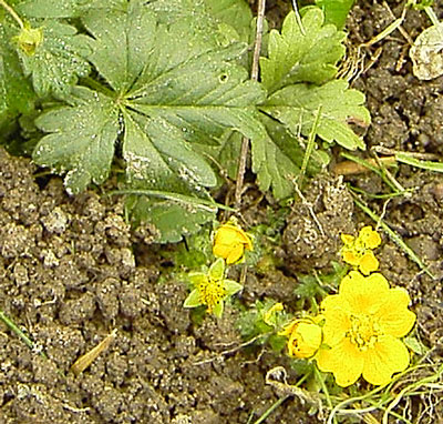 Potentilla_aurea-k.jpg