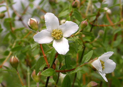 Philadelphus_microphyllus_31.5.08.jpg