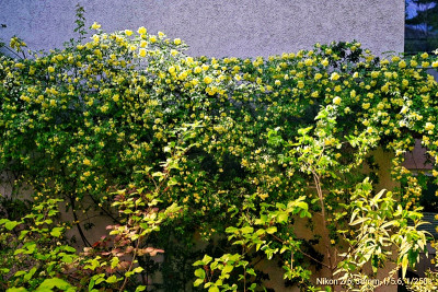 _DSC5568-01.jpeg