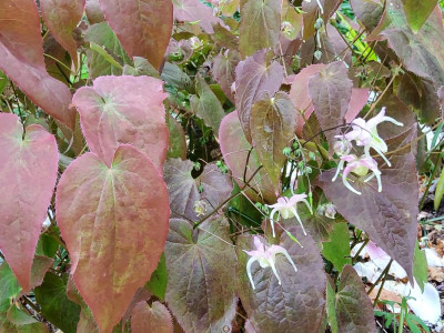 Epimedium Jose.jpg