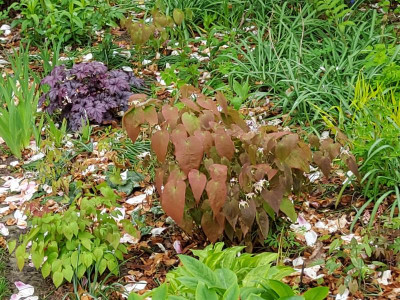 Epimedium Jose im Beet.jpg