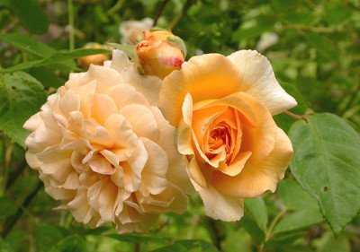 Buff_Beauty_31.5.08.jpg