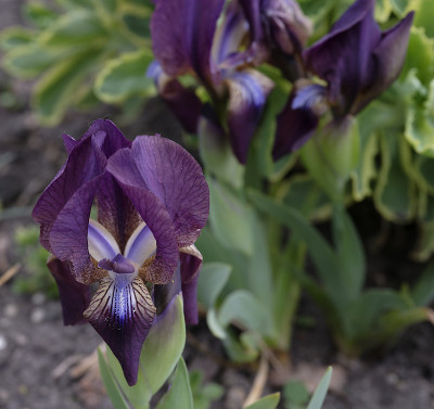 DSC_7564_DxO.jpg