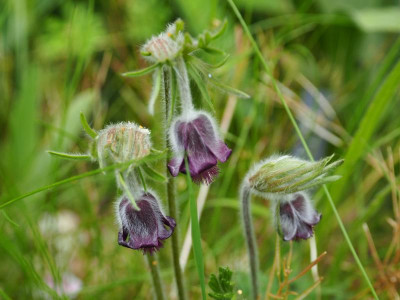Pulsatilla pratensis P5050067.JPG