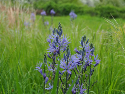Camassia leichtlinii 'Caerulea' P5050089.JPG