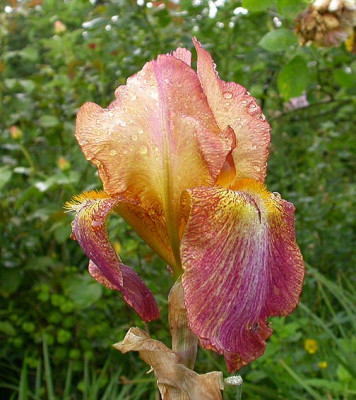 Iris_Lusty_Song_31.5.08.jpg