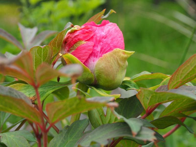 Paeonia x suffruticosa Rot P5050092.JPG