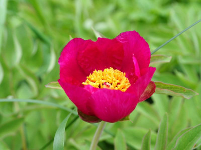 Paeonia officinalis P5050094.JPG