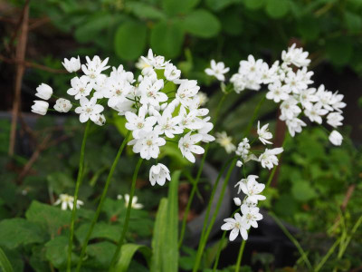 Allium neapolitanum P5050095.JPG