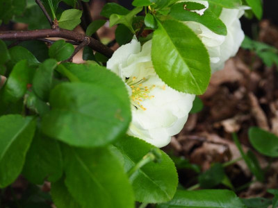 Chaenomeles speciosa 'Kinshiden' P5050098.JPG