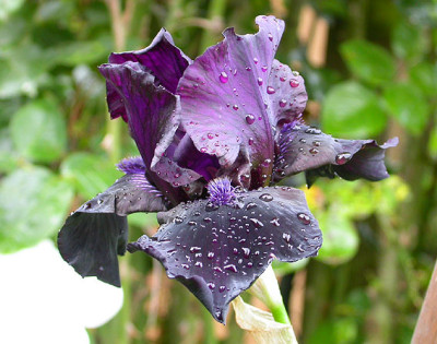 Iris_unbekannt_schwarz_blauer_Bart_31.5.08.jpg