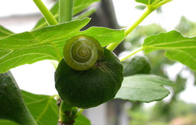 Feige_Schnecke_31.5.08.jpg