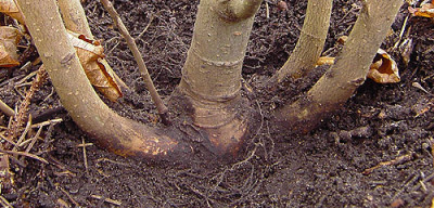 Hamamelis-Wurzel-2_k.jpg