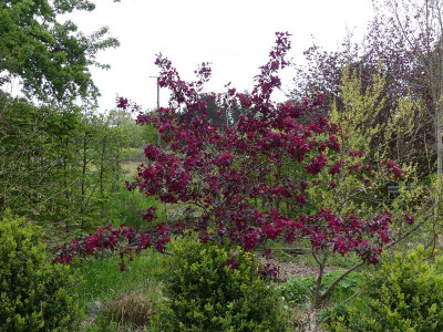 2023-05-05 Malus 'Royalty'.jpg