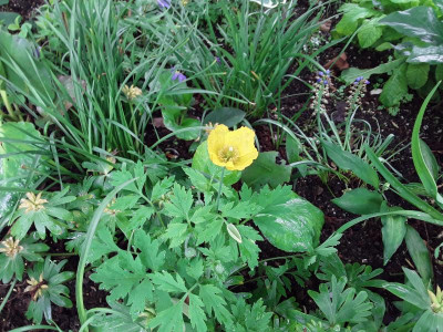 Papaver.jpg