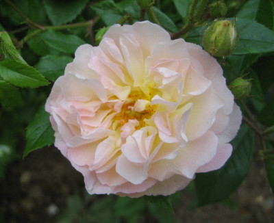 05.2008__Ghislaine_de_Feligonde.jpg