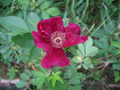 Bays_Purple_Rose_d1.jpg