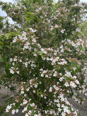 Dipelta floribunda Mai 2023.jpg