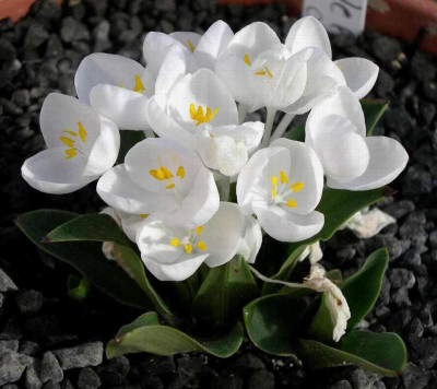 Weldenia_candida_2008-05-31.JPG