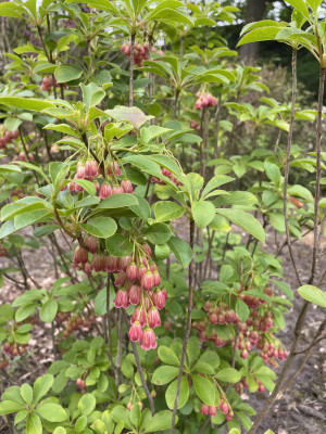 Enkianthus chinensis Mai 2023.jpg