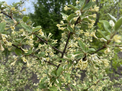 Elaeagnus multiflora Mai 2023.jpg