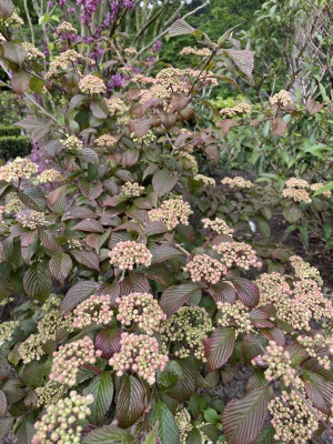 Viburnum plicatum Pink Sensation Mai 2023.jpg