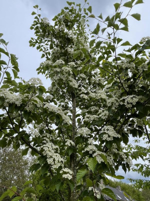 Sorbus alnifolia Mai 2023.jpg