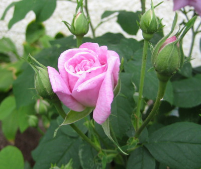 05.2008_Ispahan.jpg