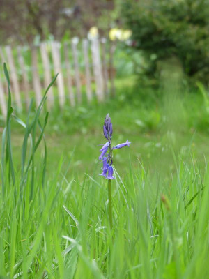 2023-05-06 Hyacinthoides non-scripta 1.jpg