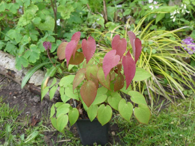 2023-05-06 Epimedium 'Dark Beauty'.jpg