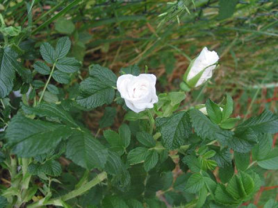 Blanc_Double_de_Coubert.jpg