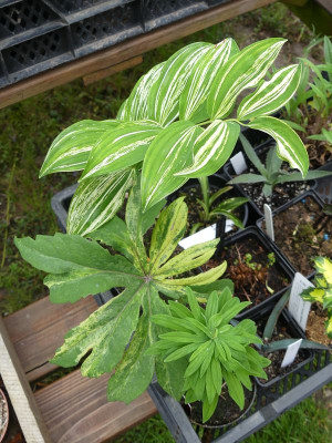 2023-05-06 Syneilesis Polygonatum.jpg