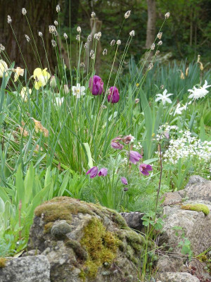 2023-05-06 Pulsatilla.jpg