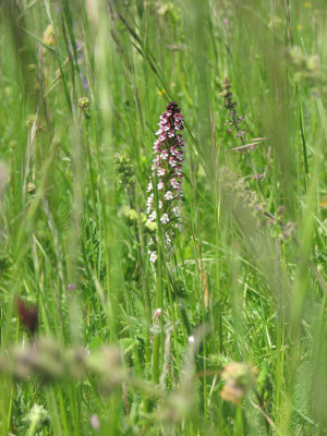 Orchis_ustulata2.jpg