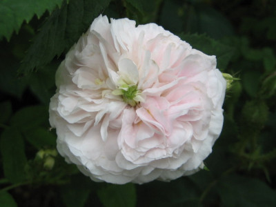 05.2008_Felicite_Parmentier.jpg