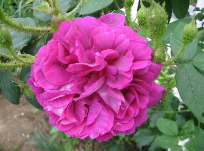 05.2008_William_Lobb.jpg