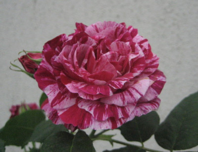 05.2008_Ferdinand_Pichard.jpg