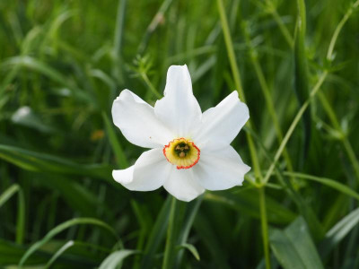 Narcissus poeticus var. recurvus nicht Actaea P5060112.JPG
